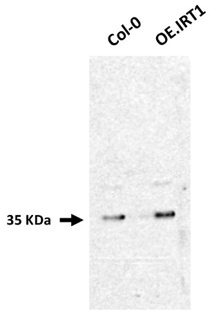 western blot using anti-IRT1 antibodies